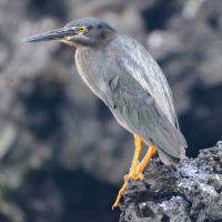 Lava Heron